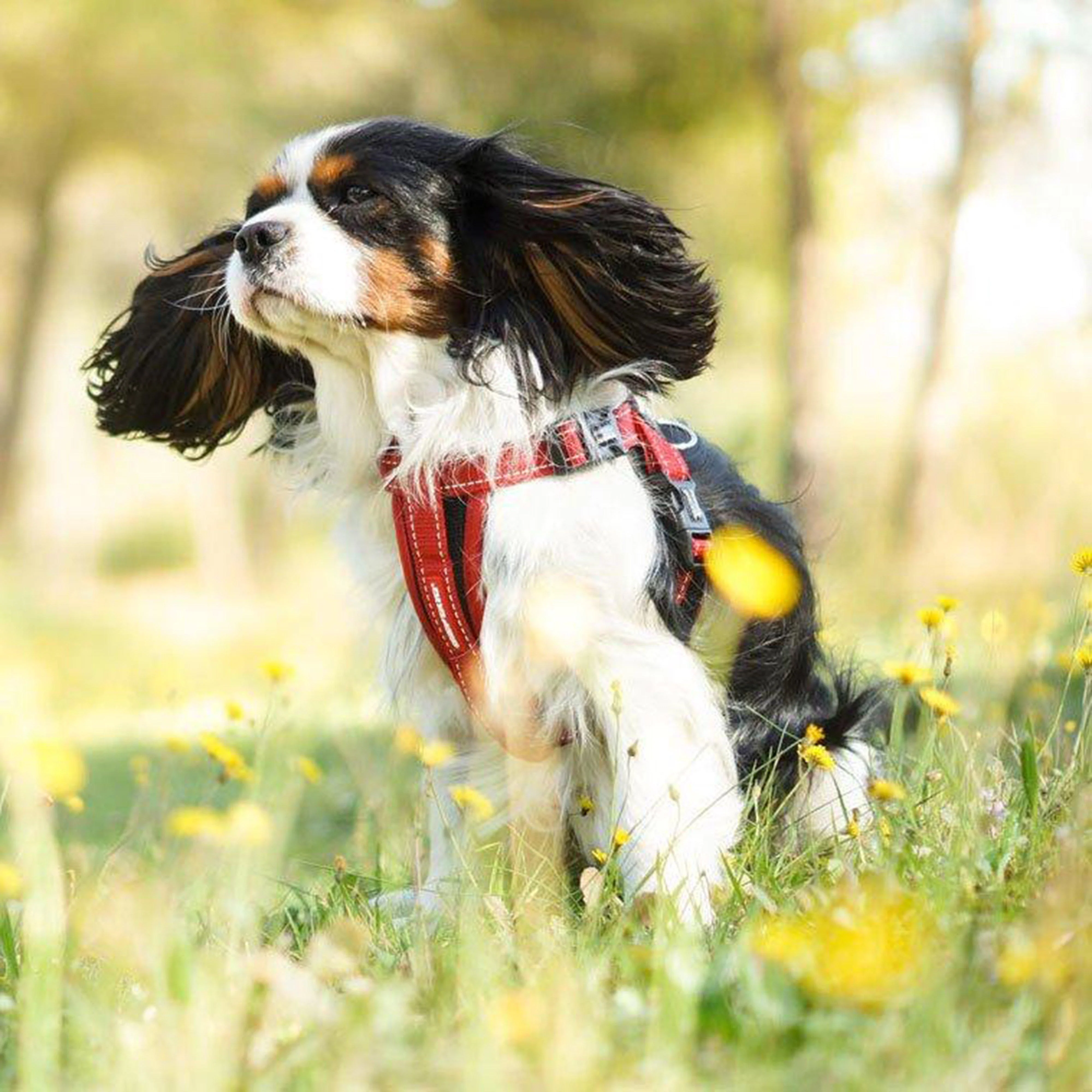 Chest Plate Dog Harness (Large) - Image 2