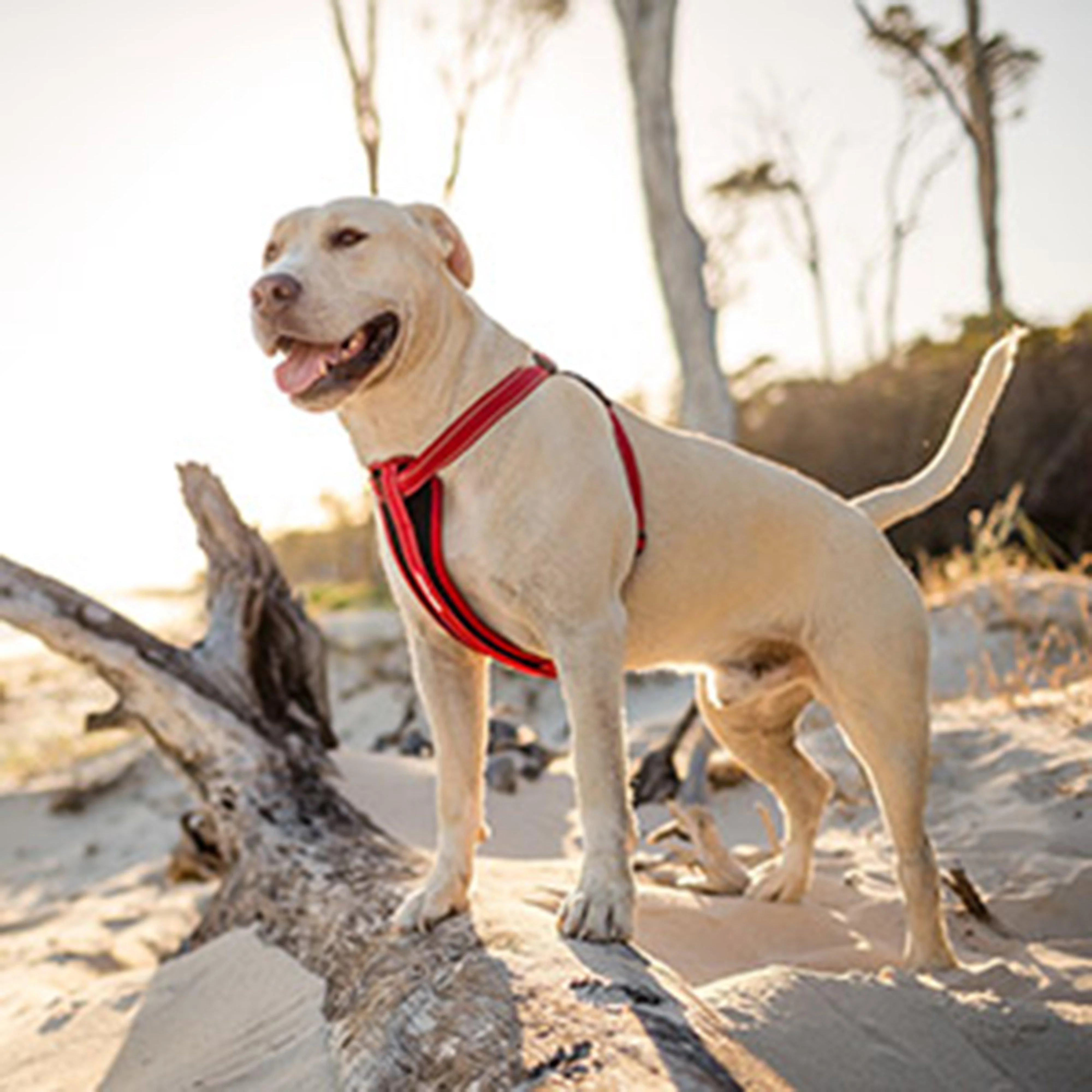 Chest Plate Dog Harness (XL) - Image 2