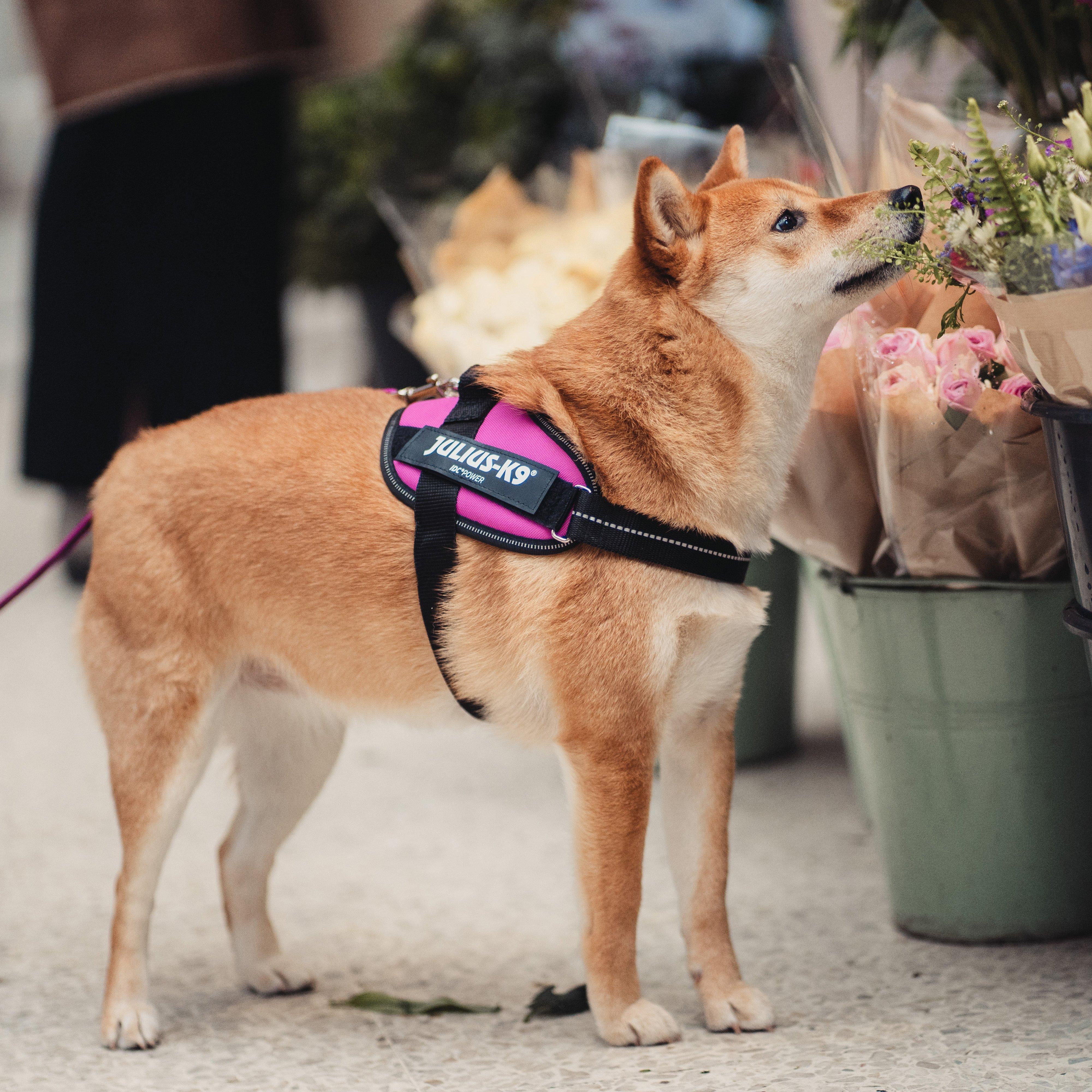 Original K9 Powerharness Mini - Image 2