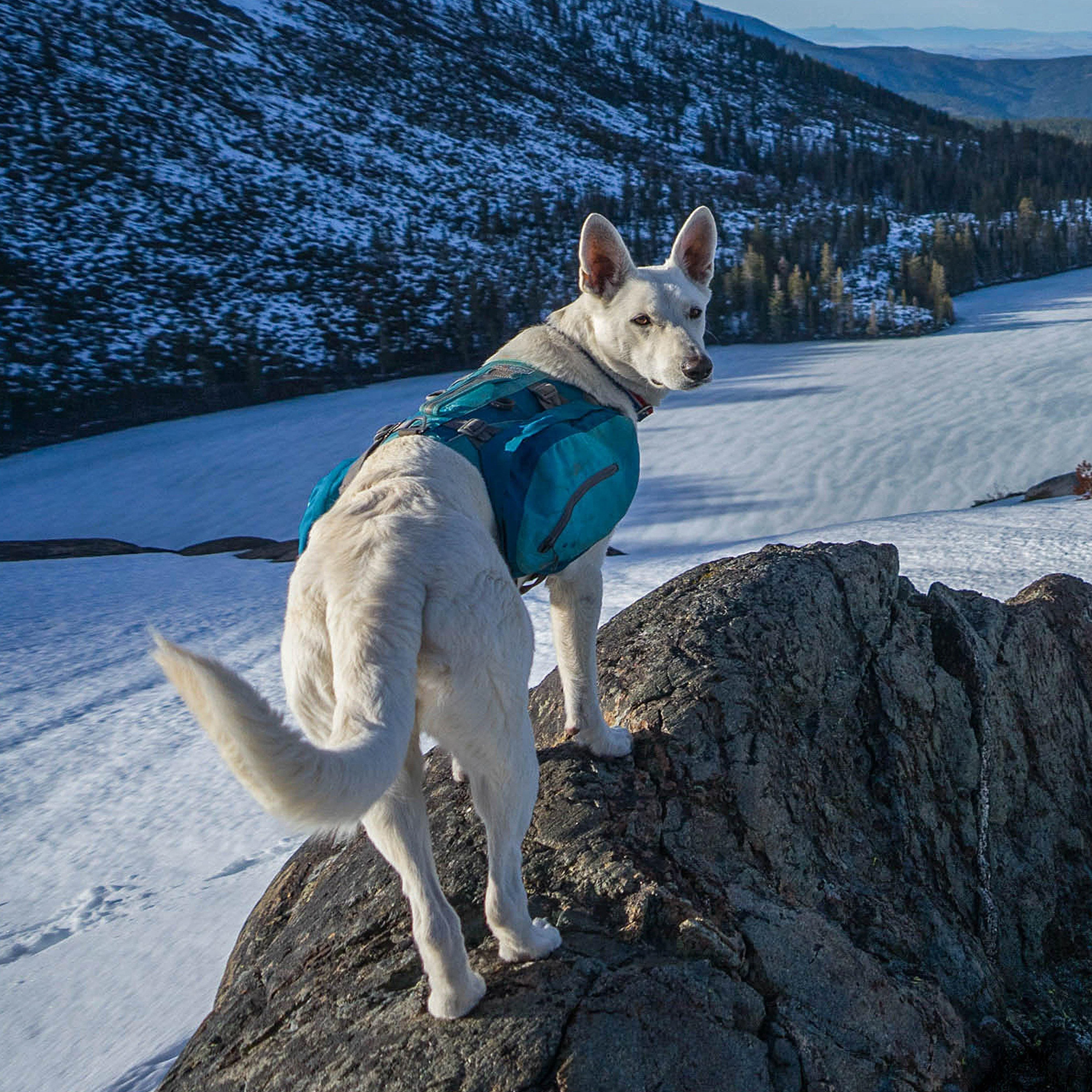 Baxter Dog Backpack - Image 8