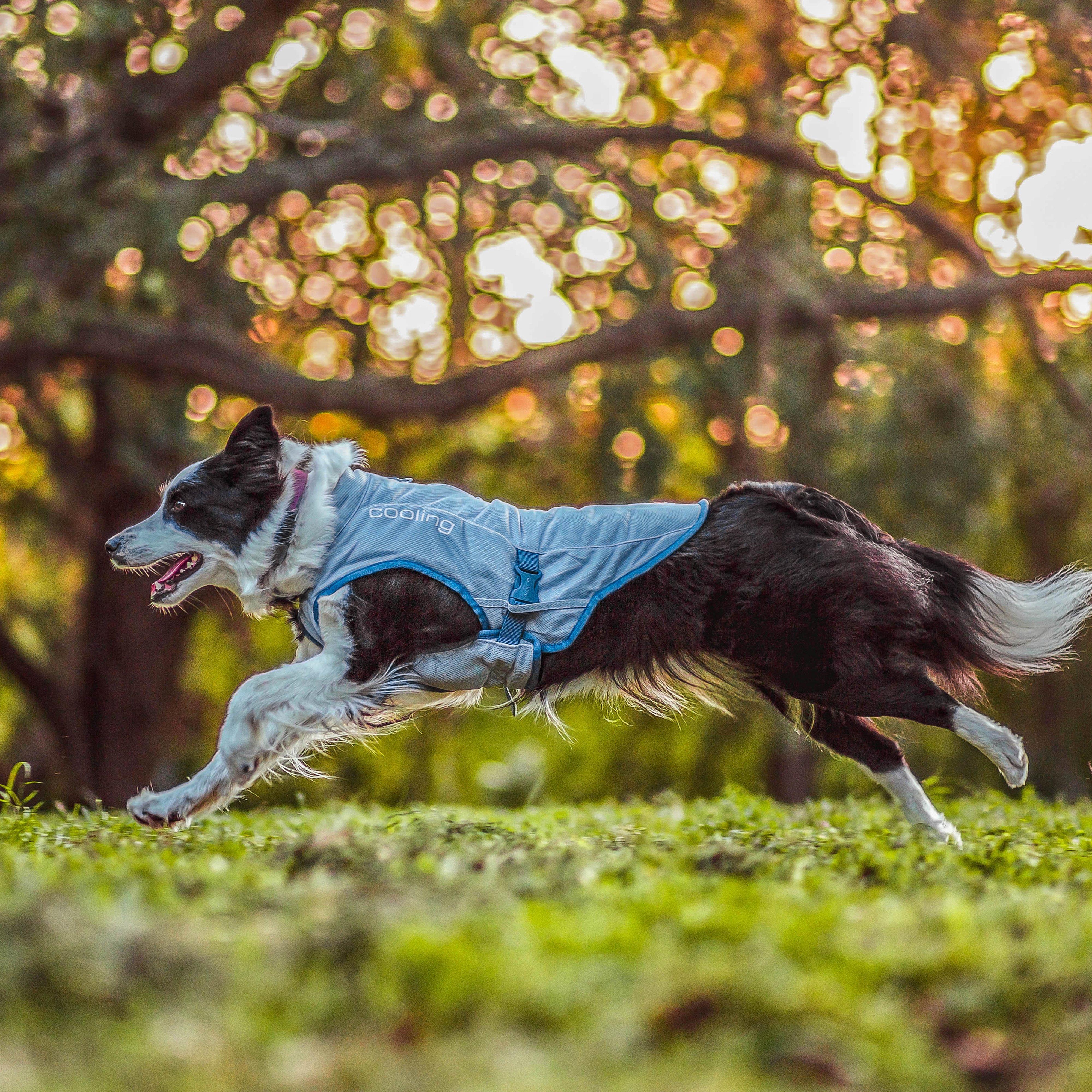 Dog Core Cooling Vest - Image 6