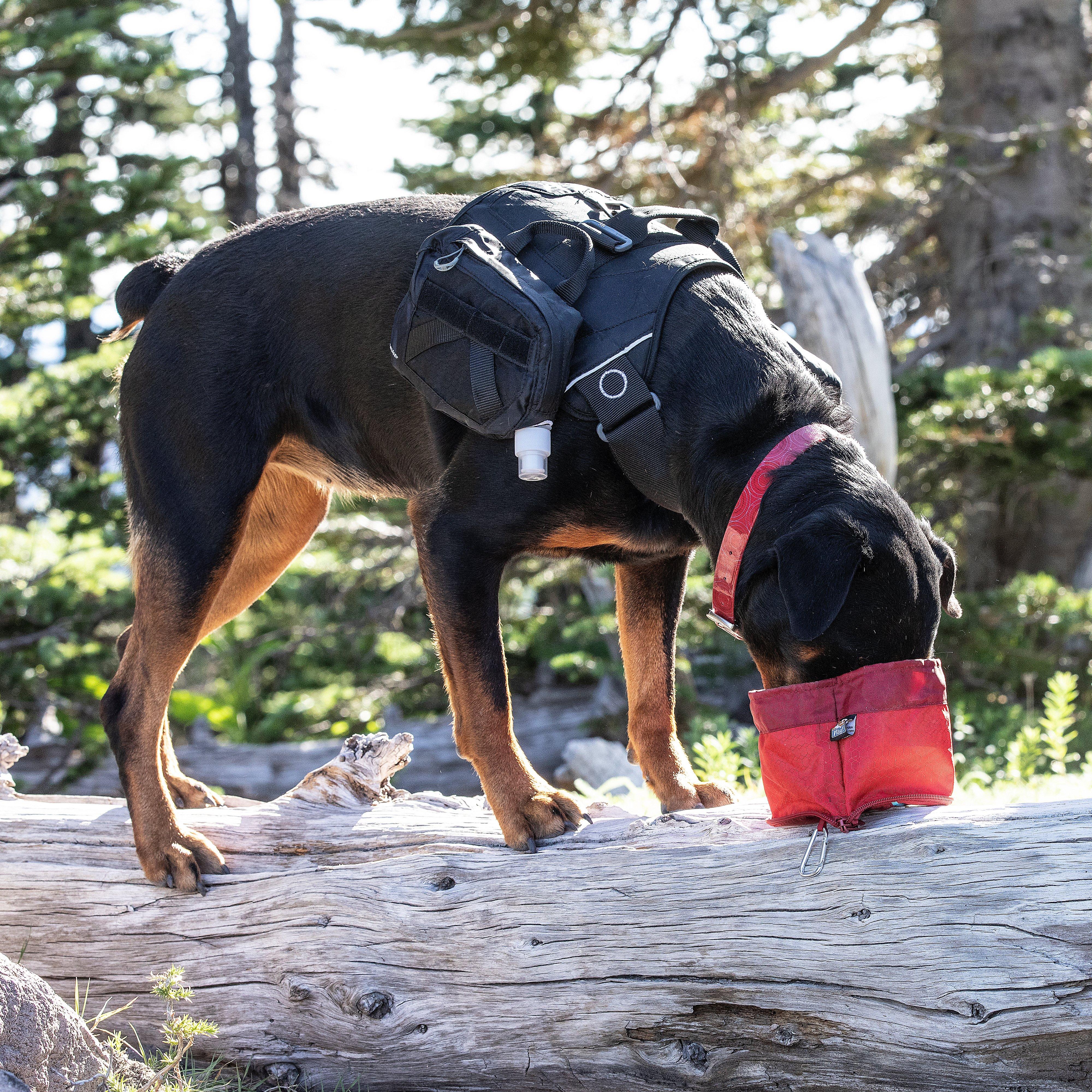 Dog Zippy Bowl - Image 3