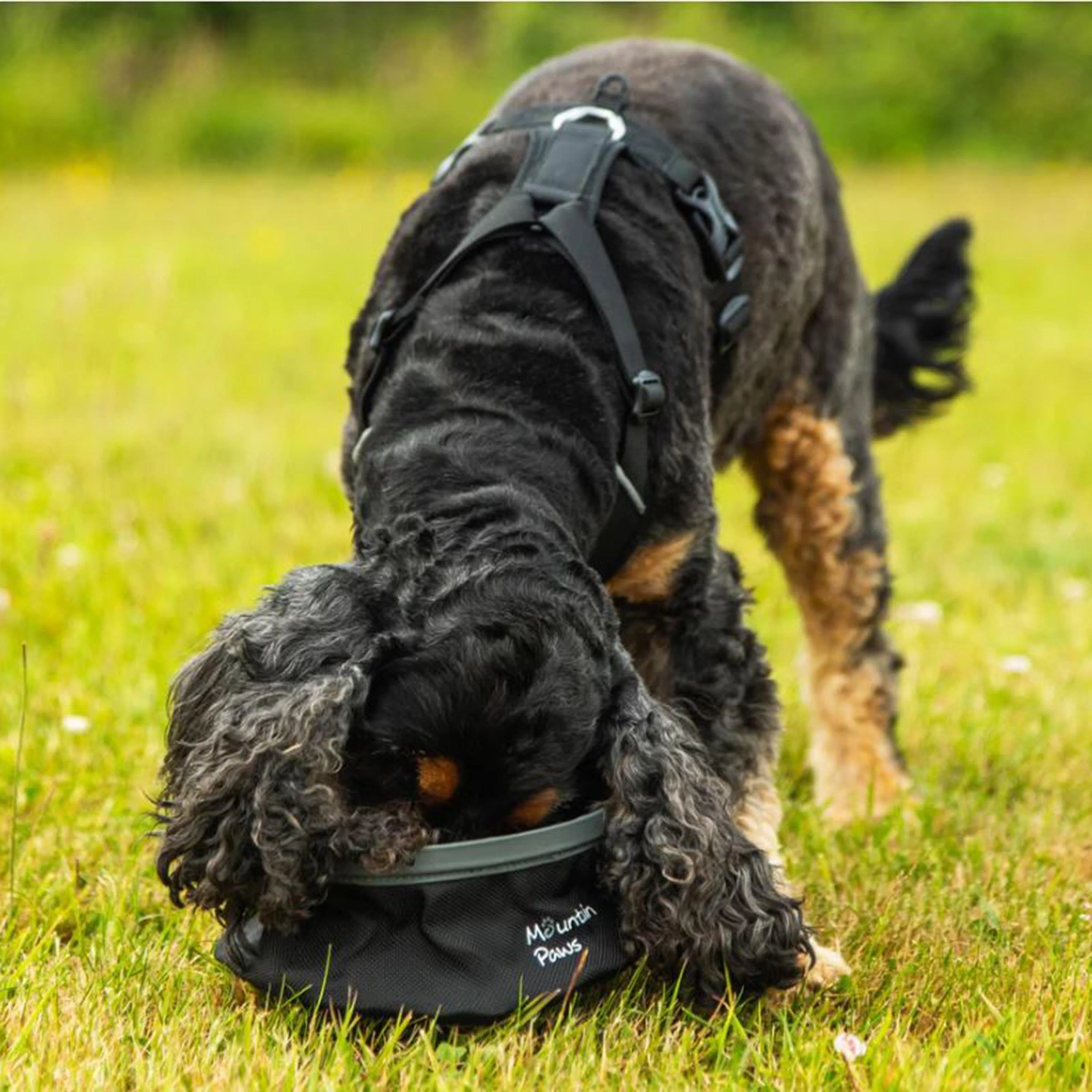 Collapsible Water Bowl - Image 5