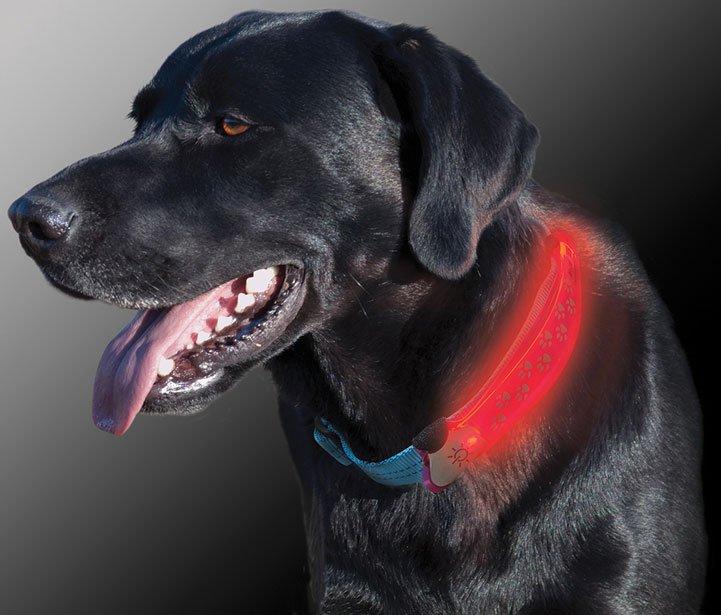 LED Collar Cover - Image 2