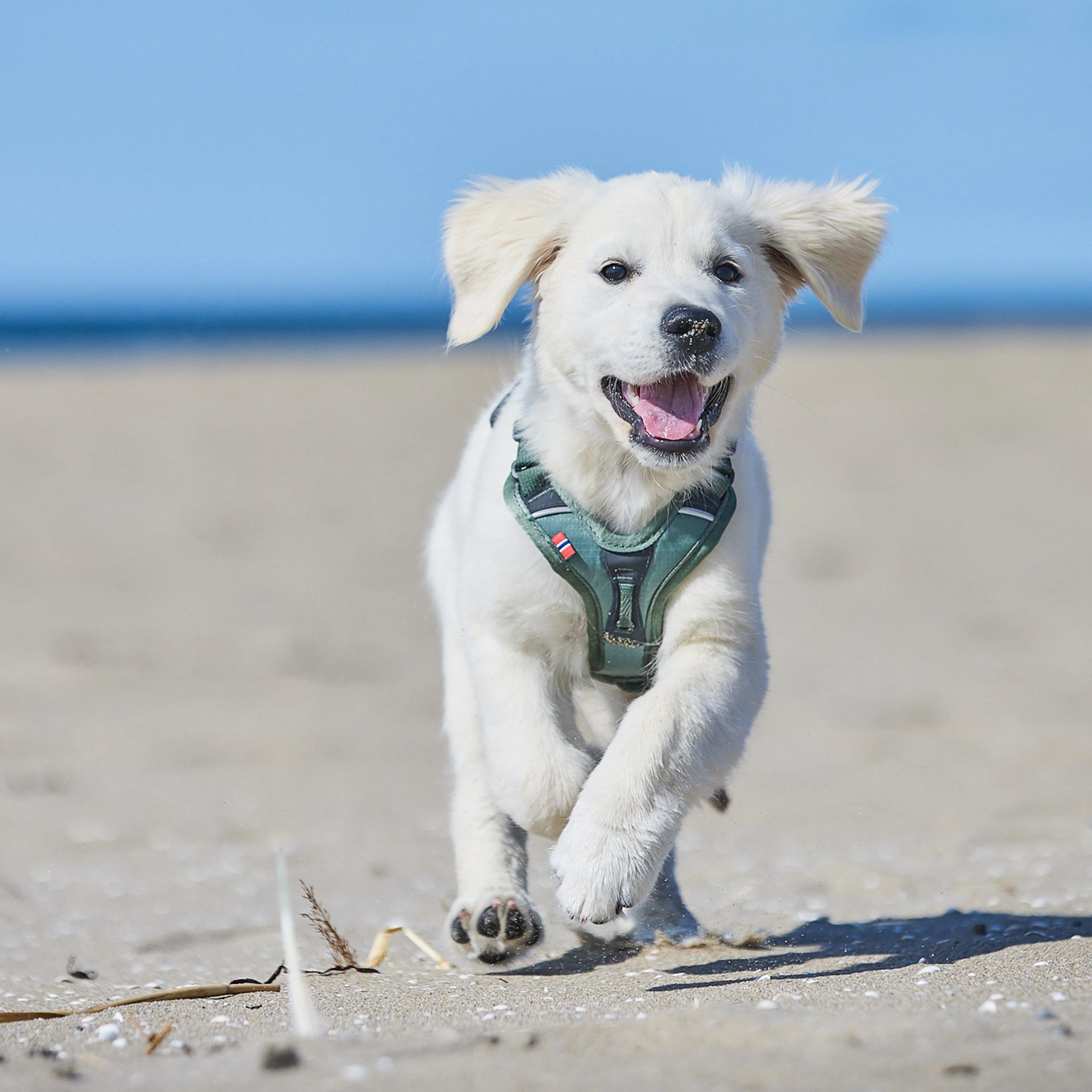 Ramble Harness - Image 2