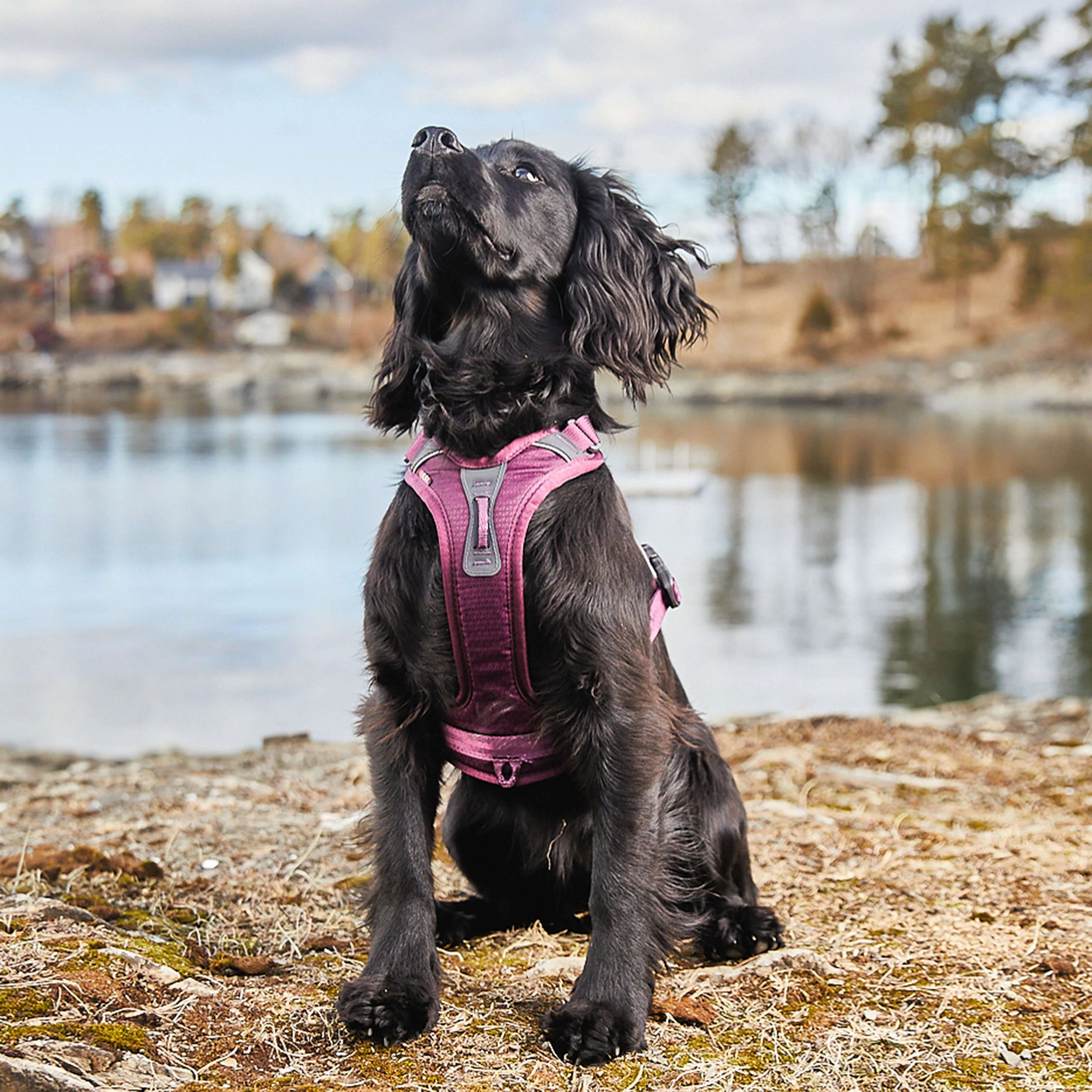 Ramble Harness - Image 2