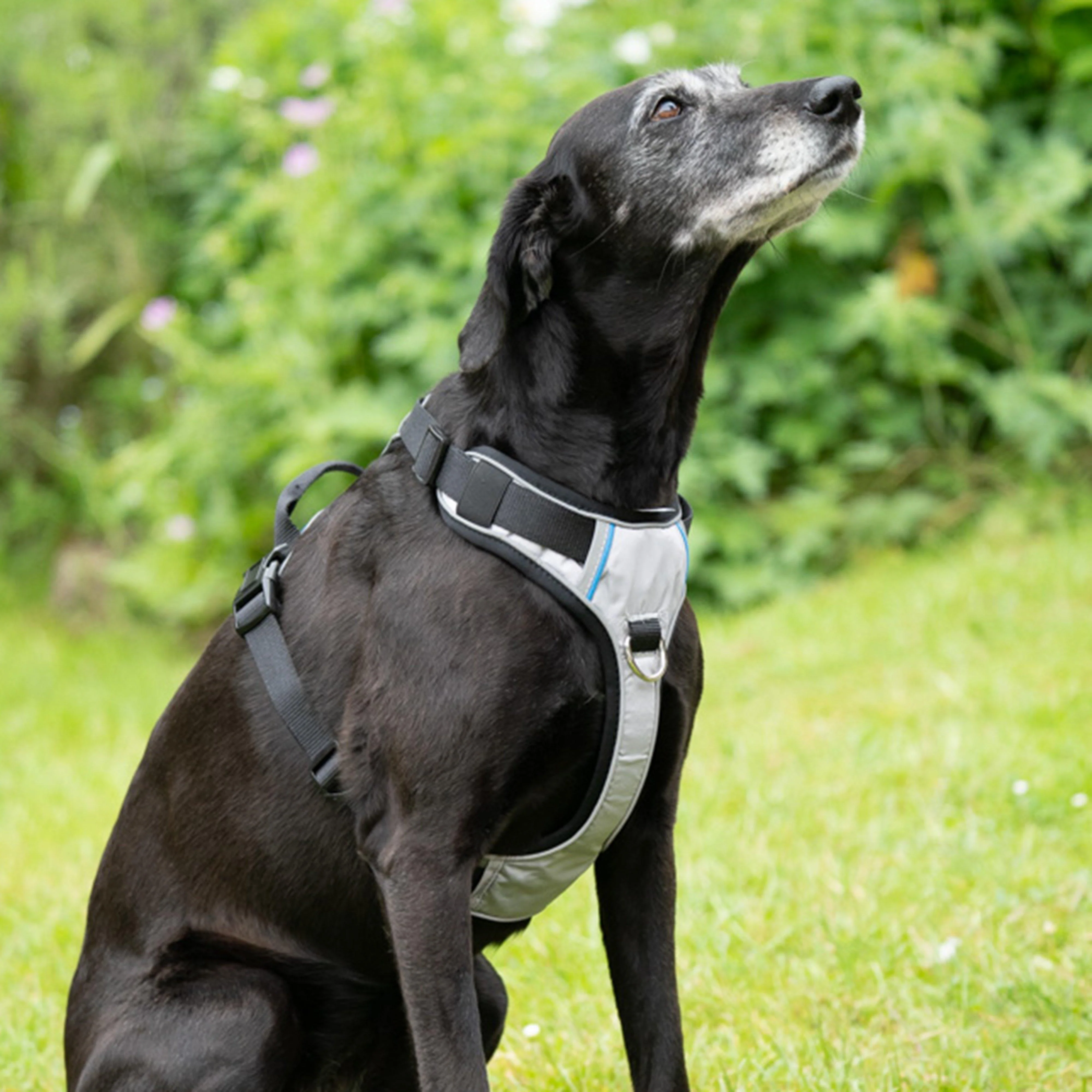 Outdoor Paws Adventure Harness Sling Large - Image 6