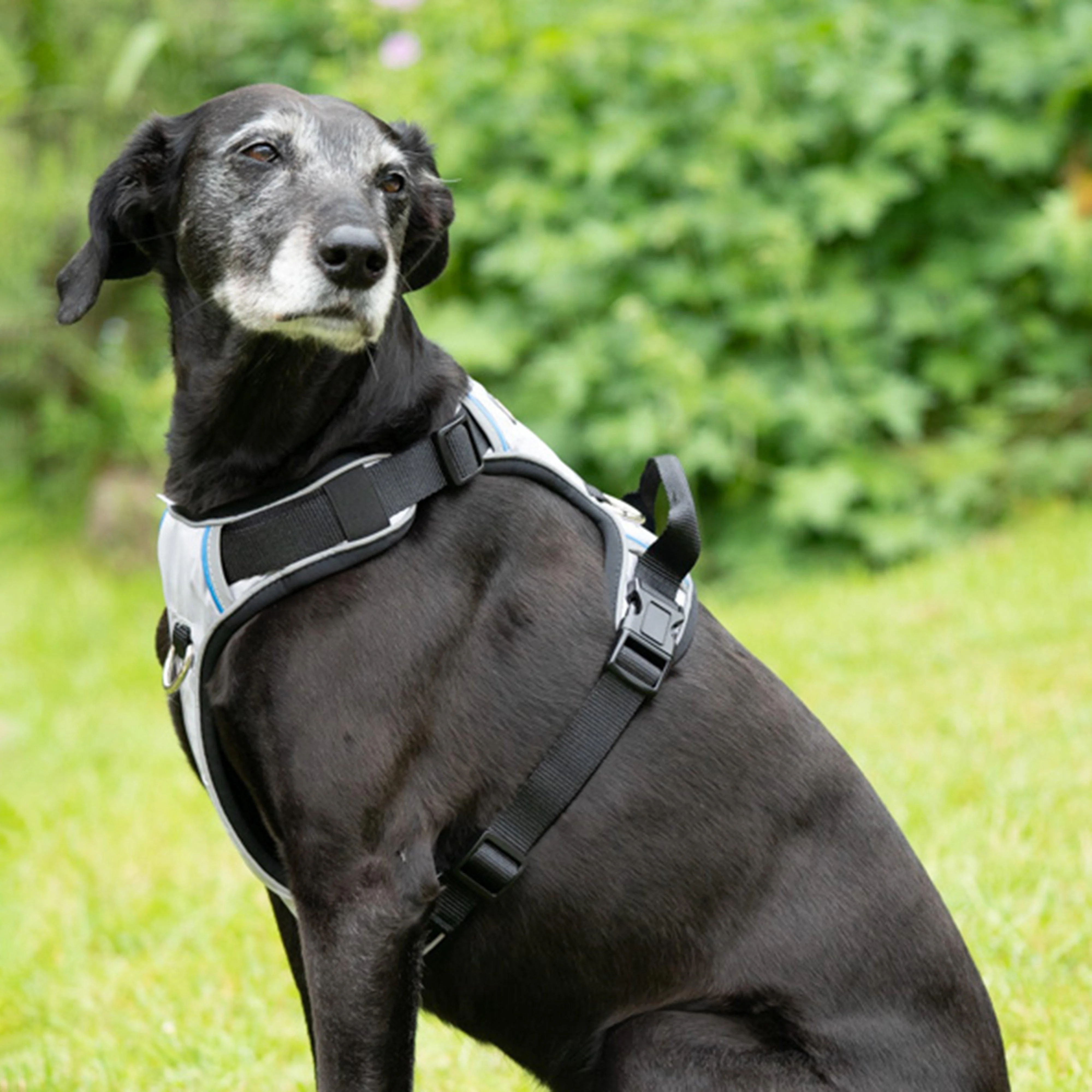 Outdoor Paws Adventure Harness Sling Large - Image 7