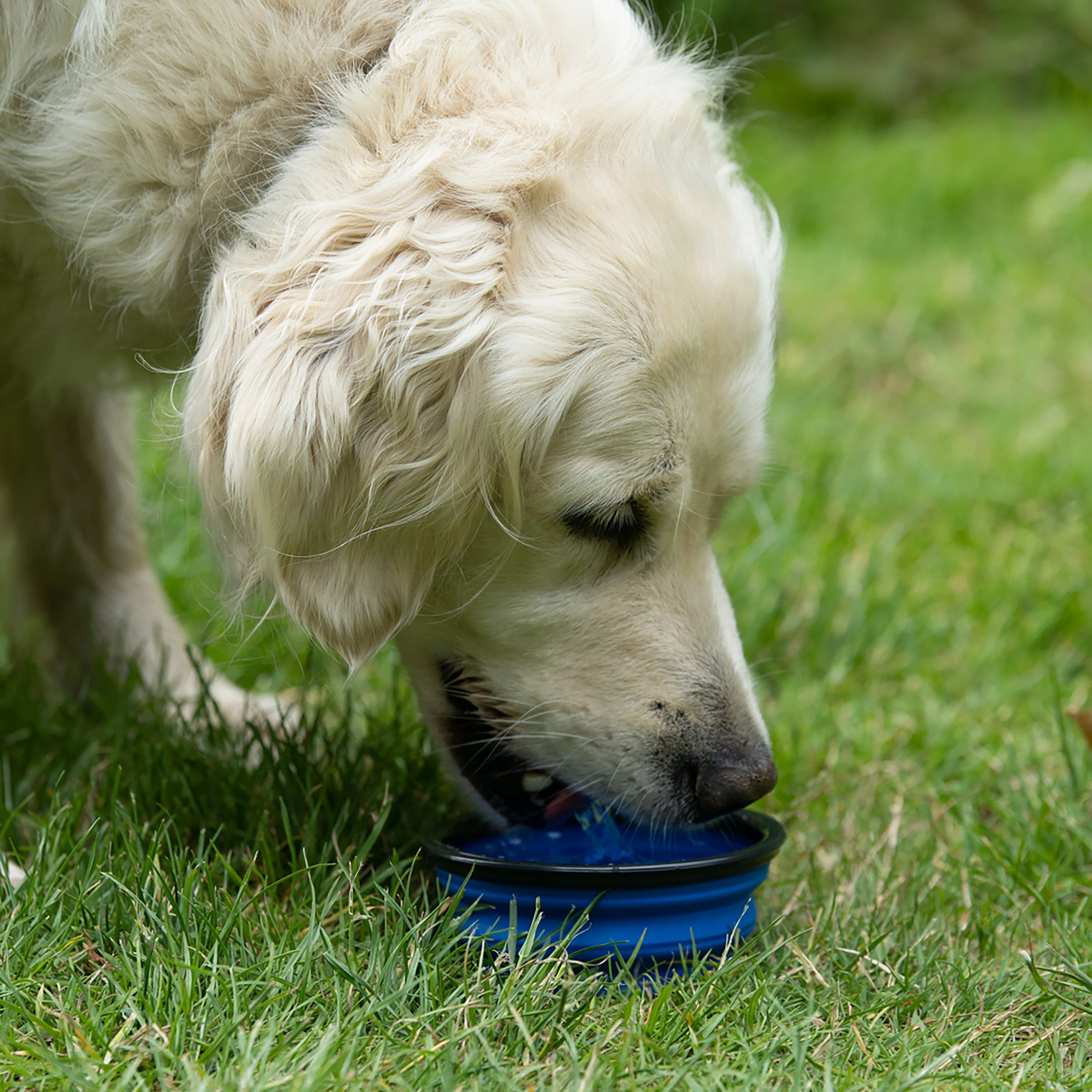 Outdoor Paws Collapsible Travel Dog Bowl - Image 3