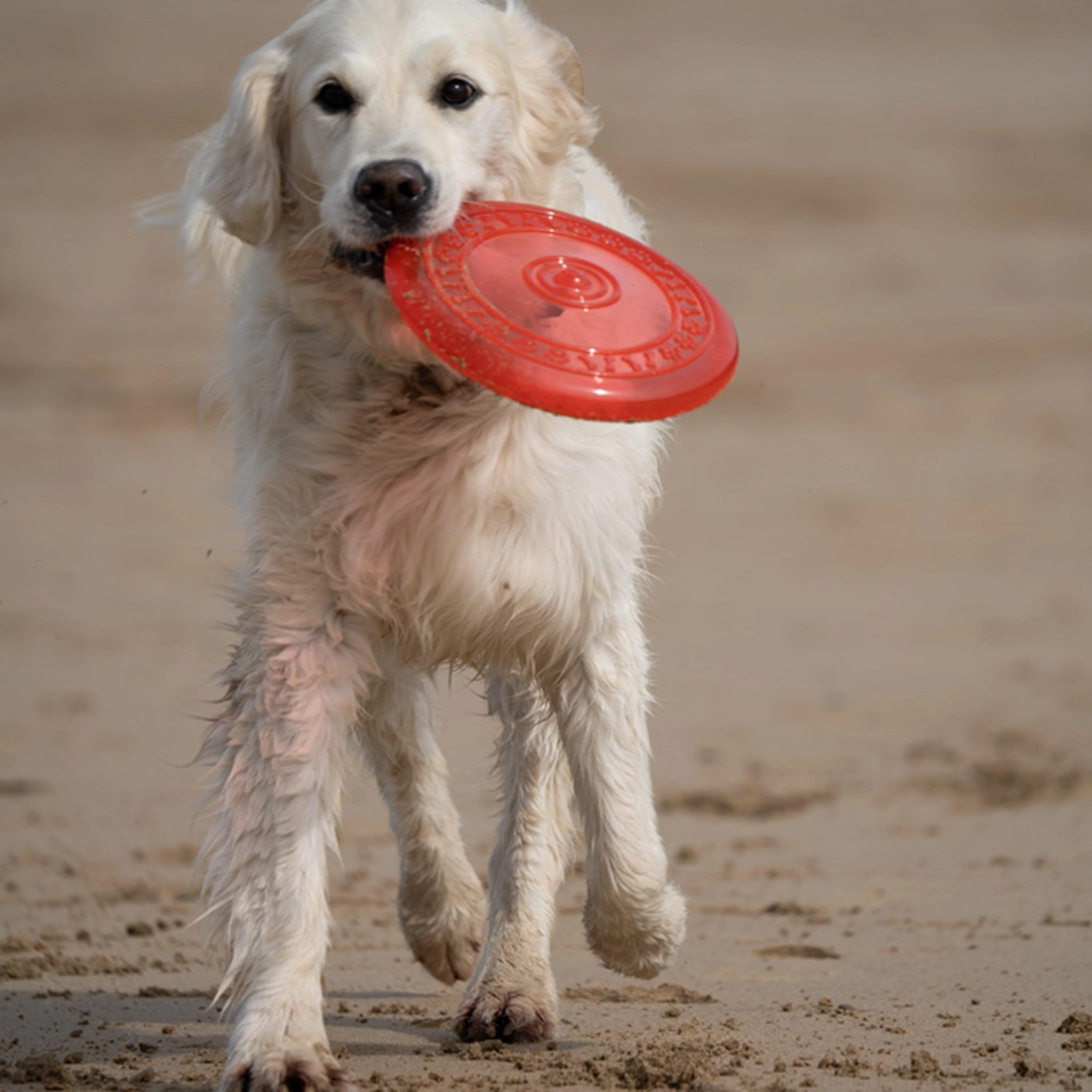 TPR Frisbee Dog Toy - Image 8