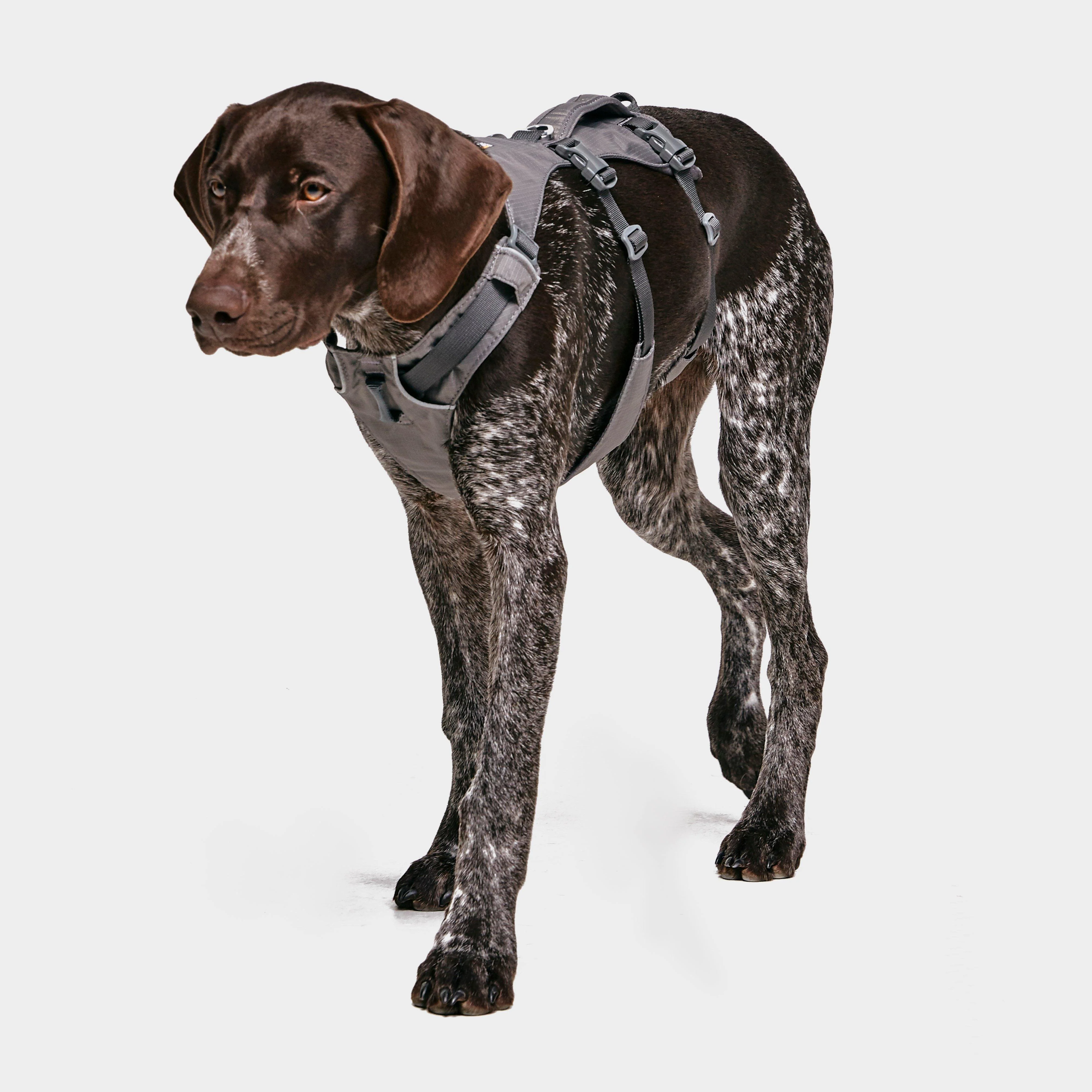 Flagline Dog Harness - Image 3