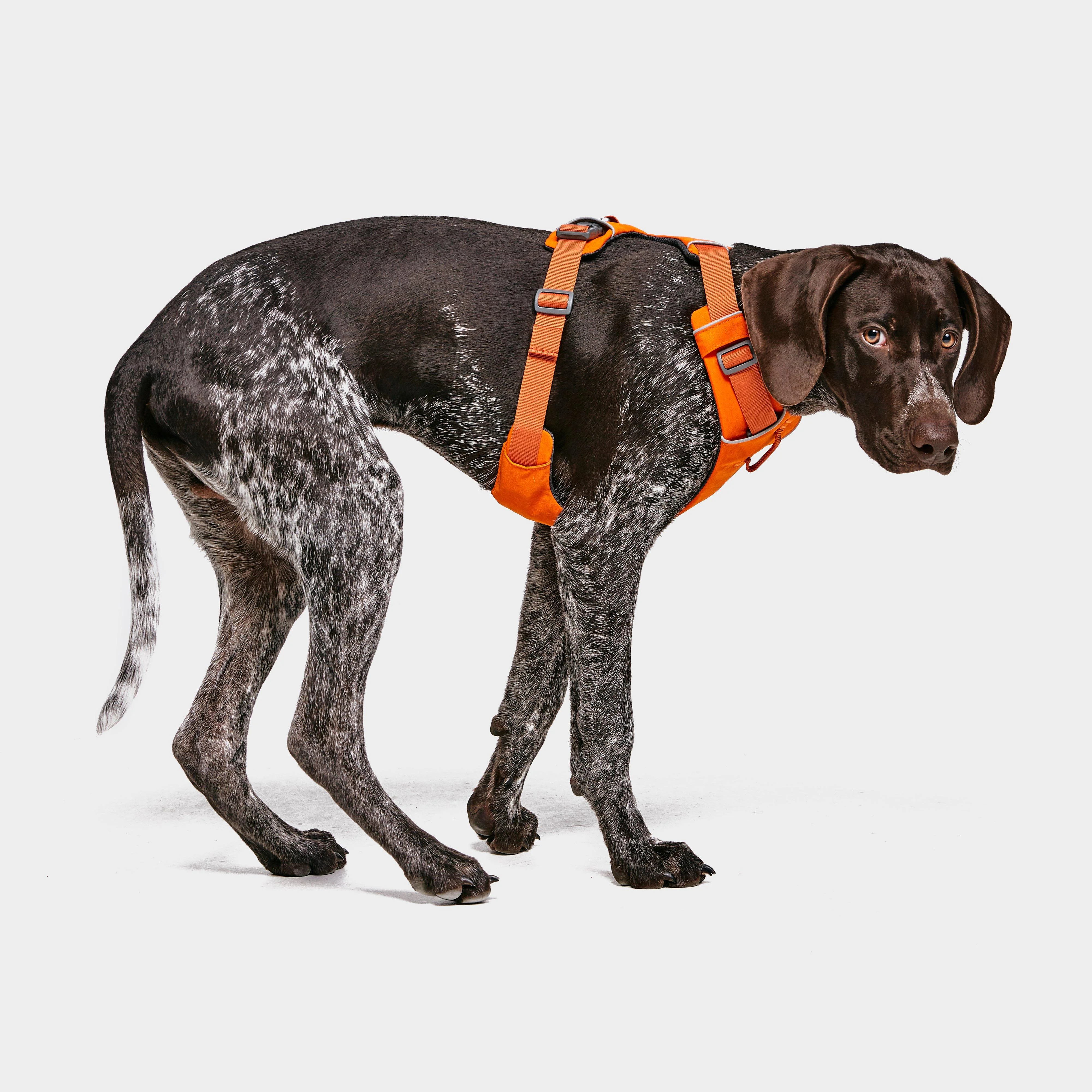 Front Range™ Dog Harness - Image 2