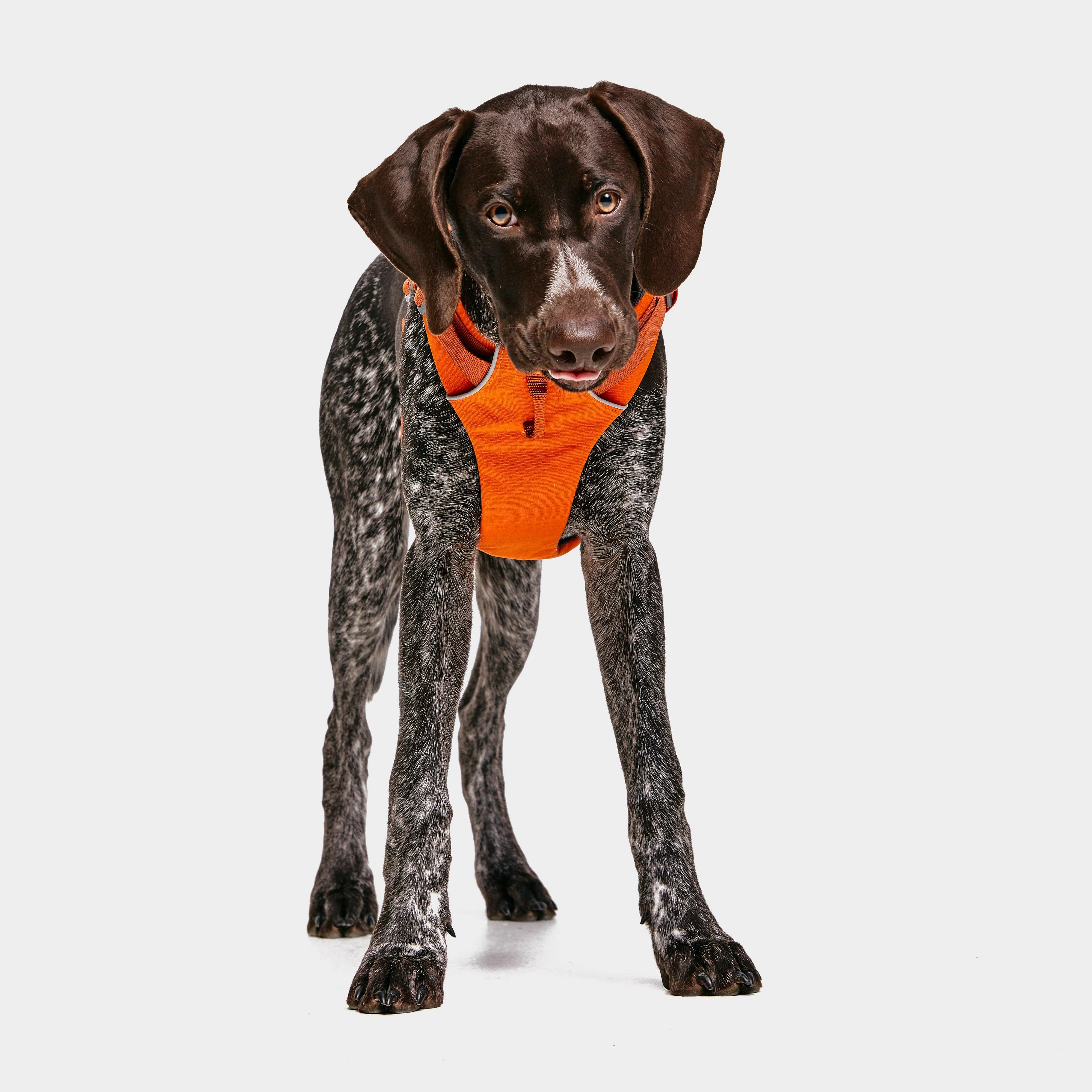 Front Range™ Dog Harness - Image 6