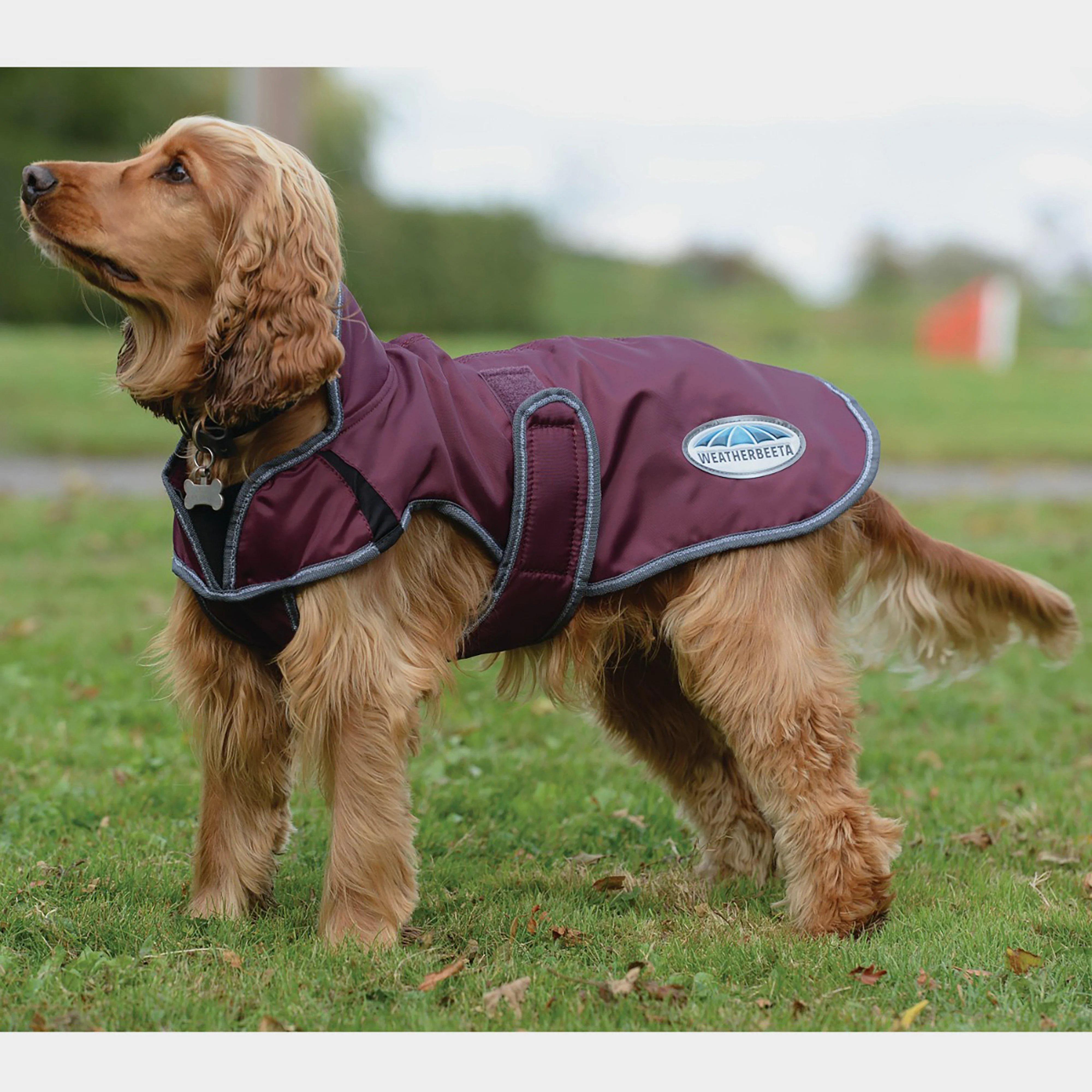 Comfitec Windbreaker Free Deluxe Dog Coat - Image 2