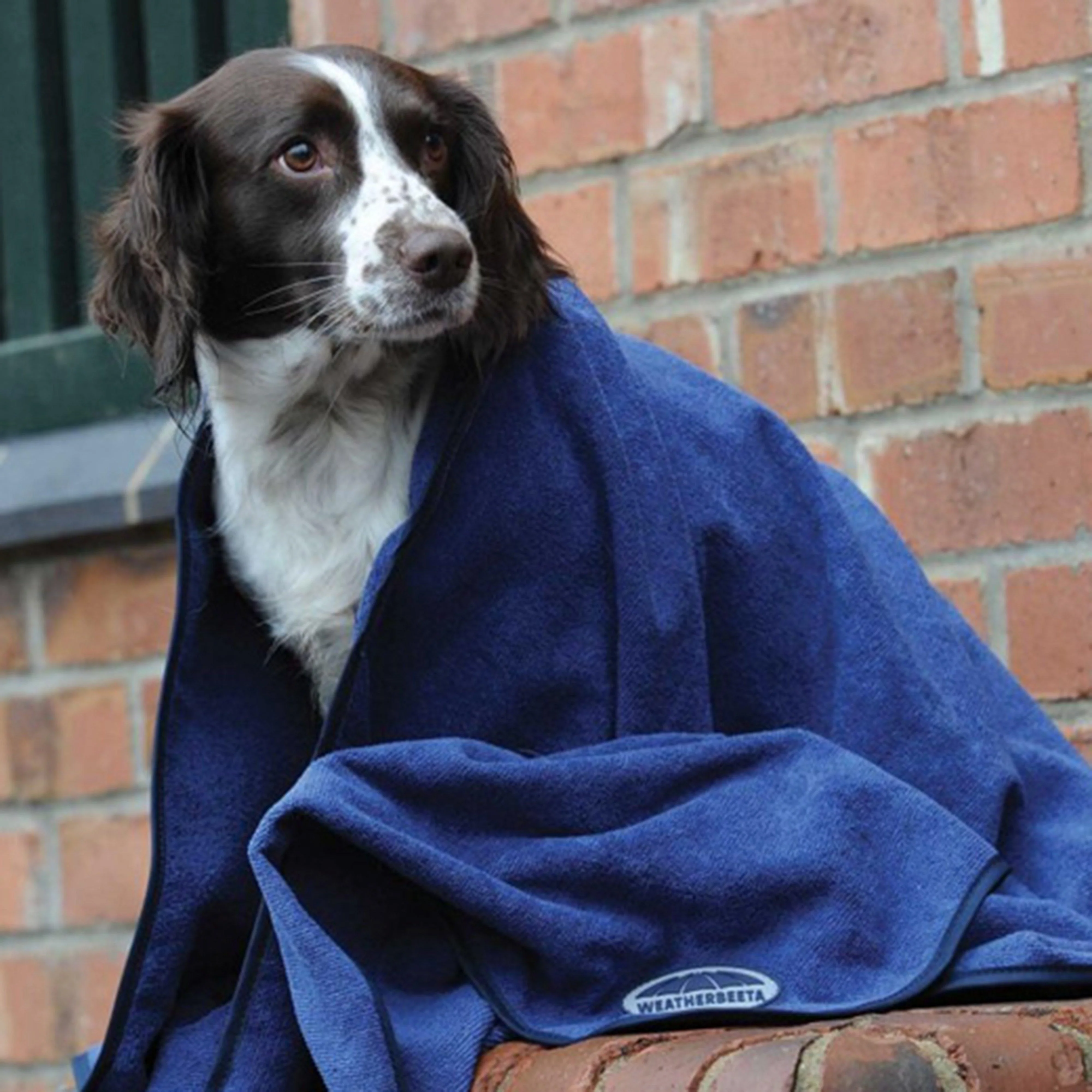 Large Dog Towel Blue - Image 3