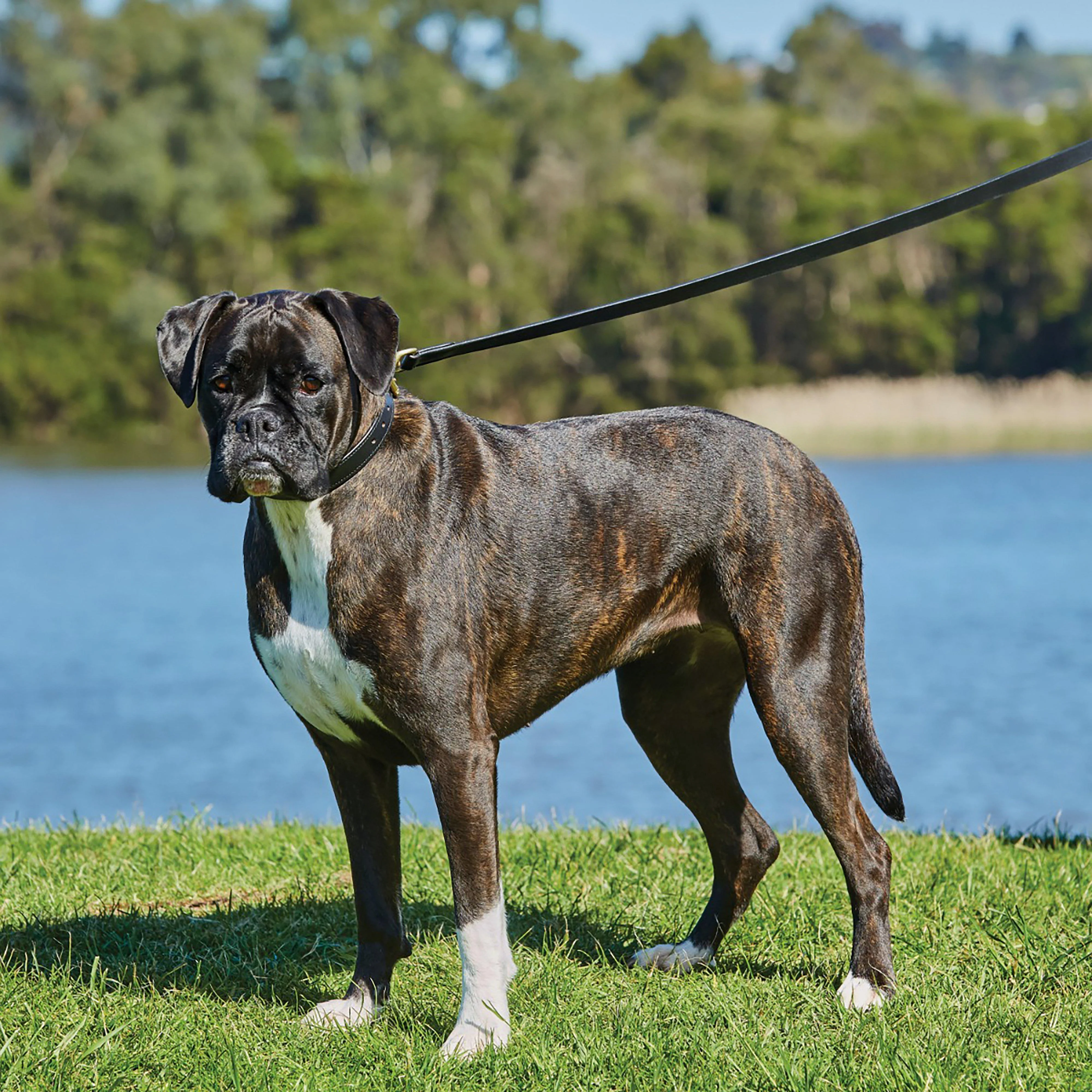 Leather Dog Lead - Image 2