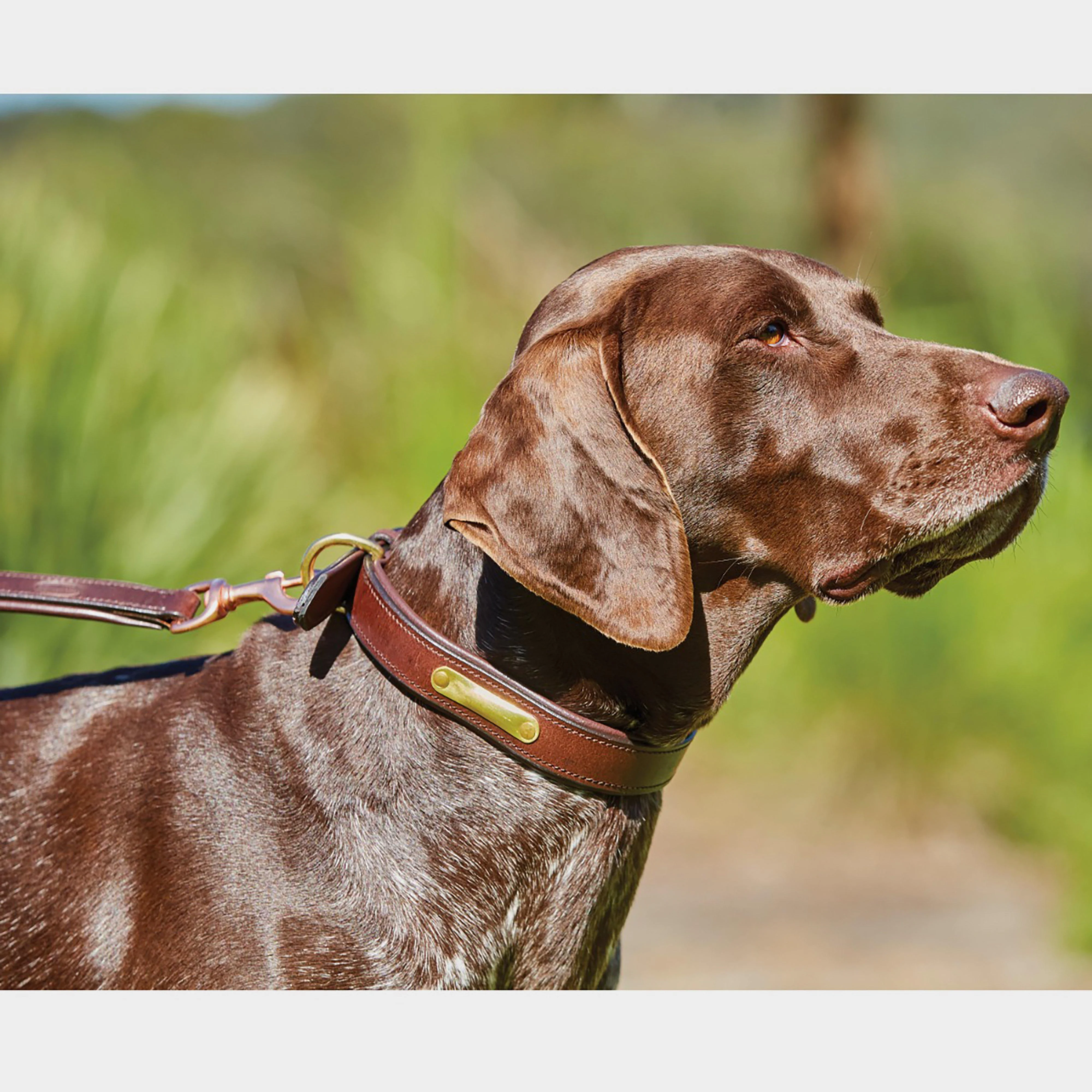 Leather Dog Lead - Image 2