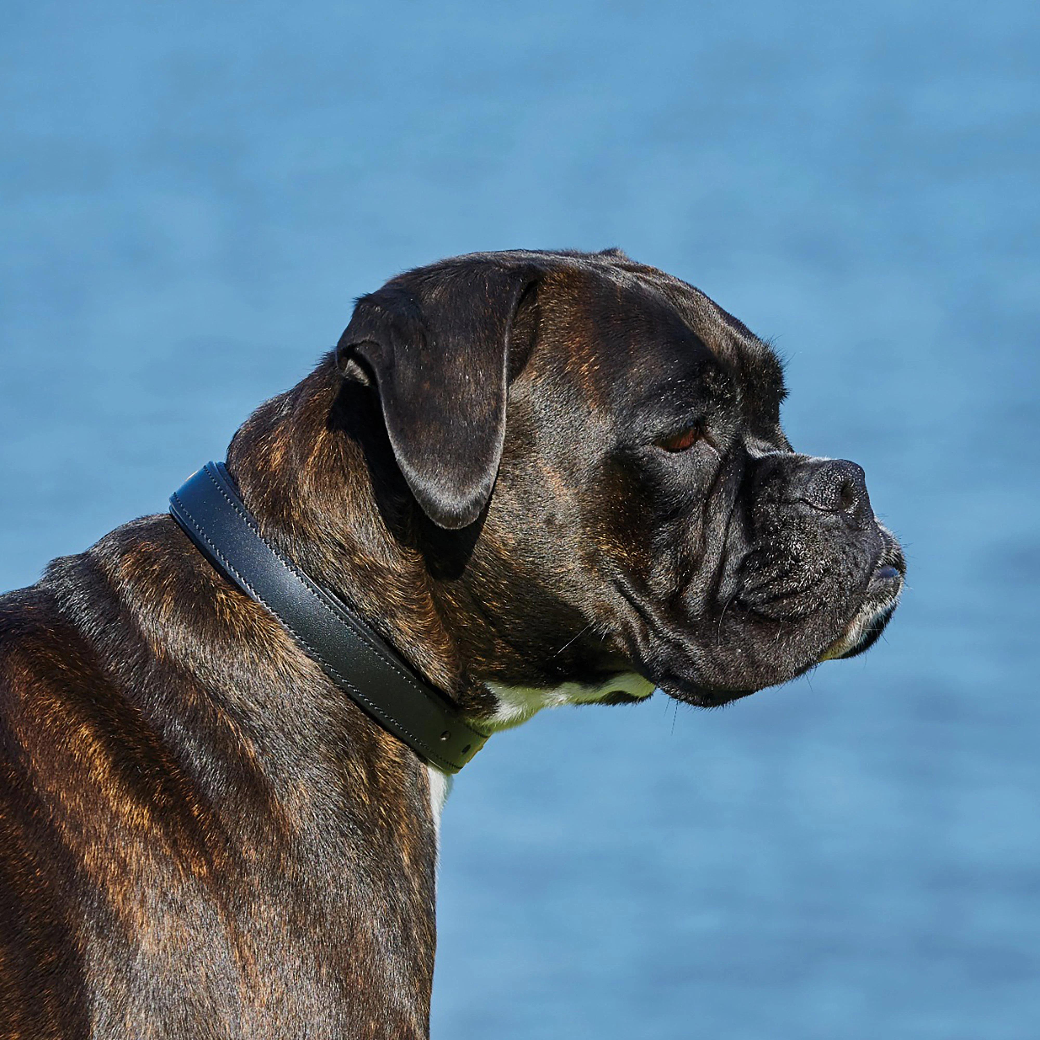 Padded Leather Dog Collar - Image 3