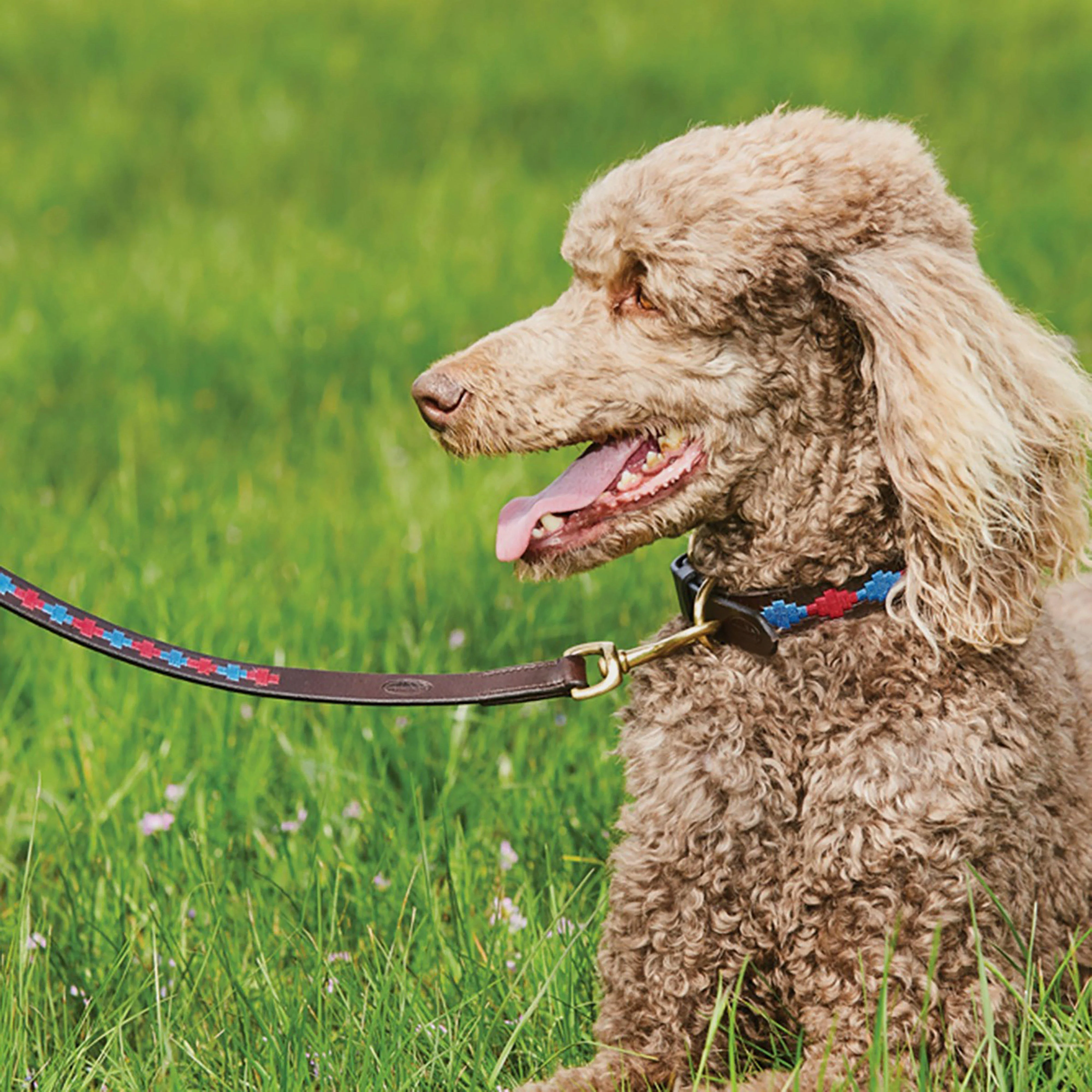 Polo Leather Dog Collar - Image 3