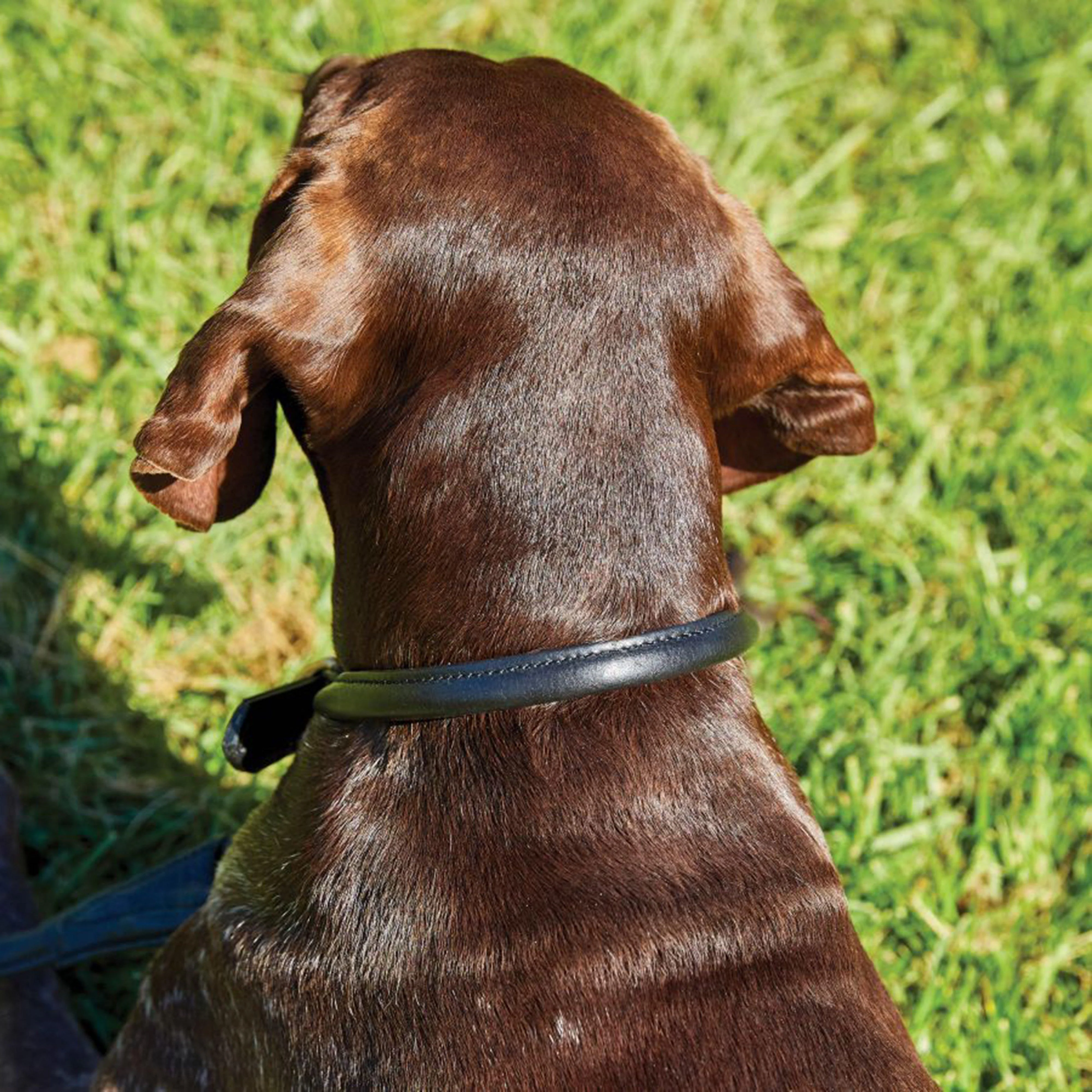 Rolled Leather Collar - Image 3