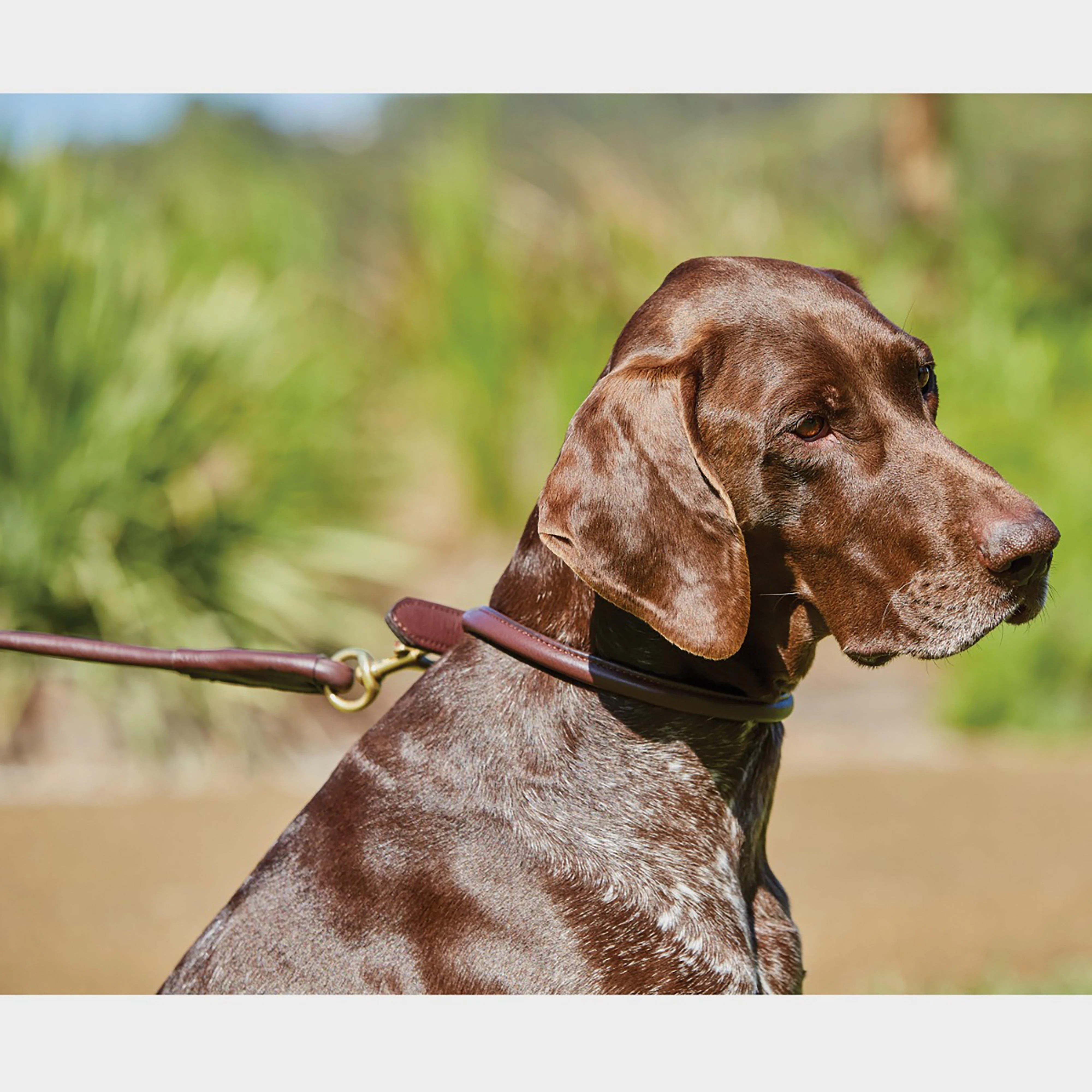 Rolled Leather Dog Lead - Image 2
