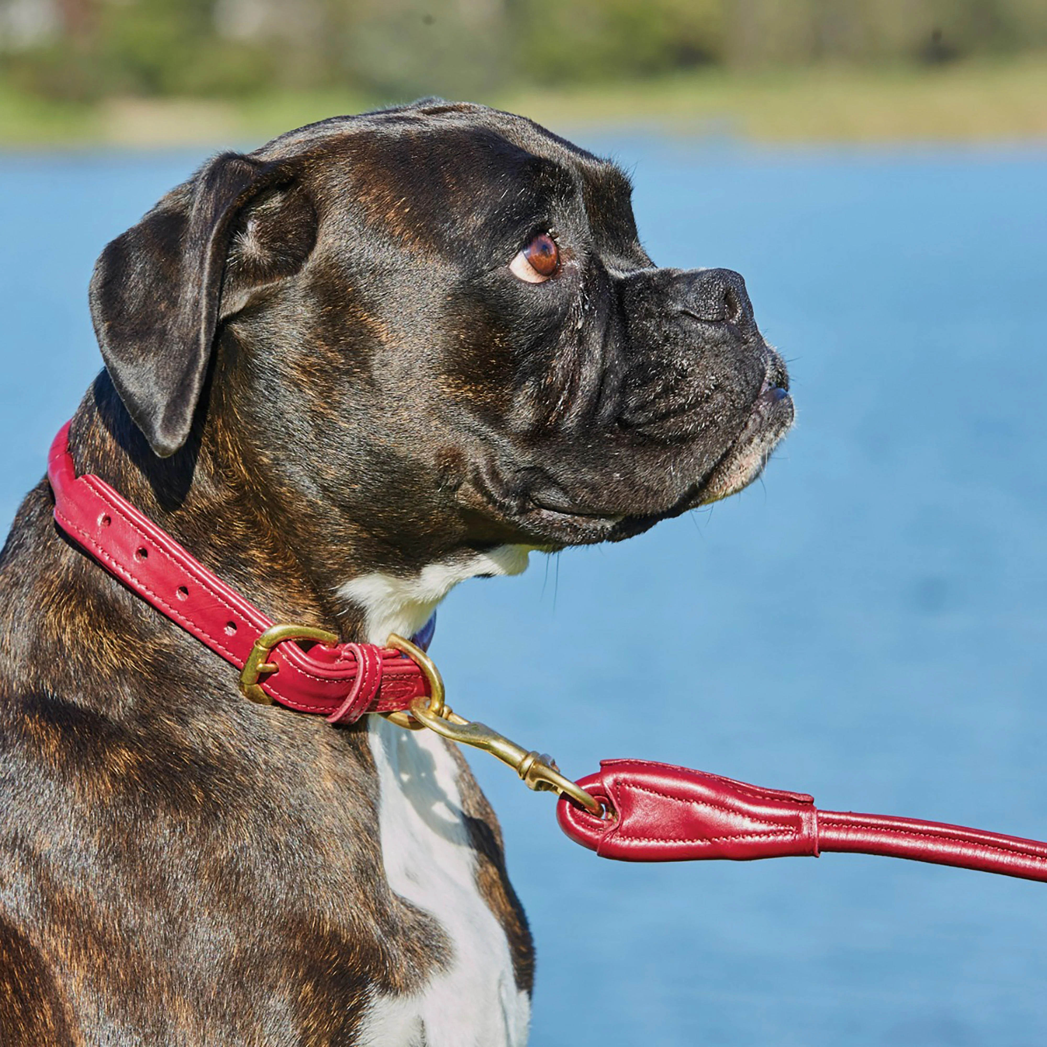 Rolled Leather Dog Lead - Image 2